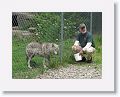 NYwolf 007 * Our friend Joe volunteers as a wolf educator. Here he is with one of their ambassador gray wolves, Kaila. * Our friend Joe volunteers as a wolf educator. Here he is with one of their ambassador gray wolves, Kaila.
